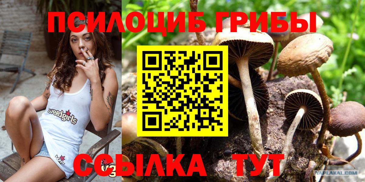 Псилоцибиновые грибы прущие грибы Великий Новгород