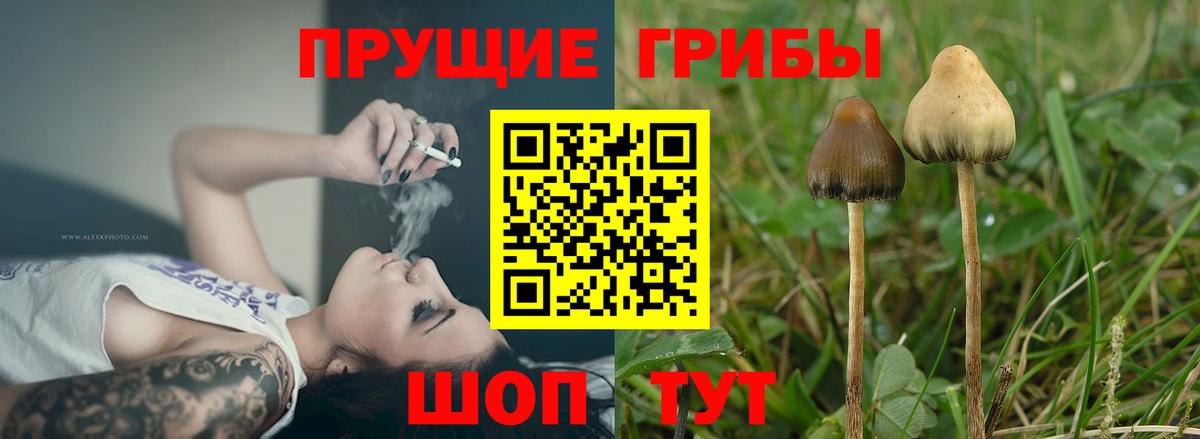 Галлюциногенные грибы прущие грибы  Великий Новгород  Галлюциногенные грибы Psilocybe 